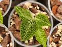 Anoectochilus roxburghii Green